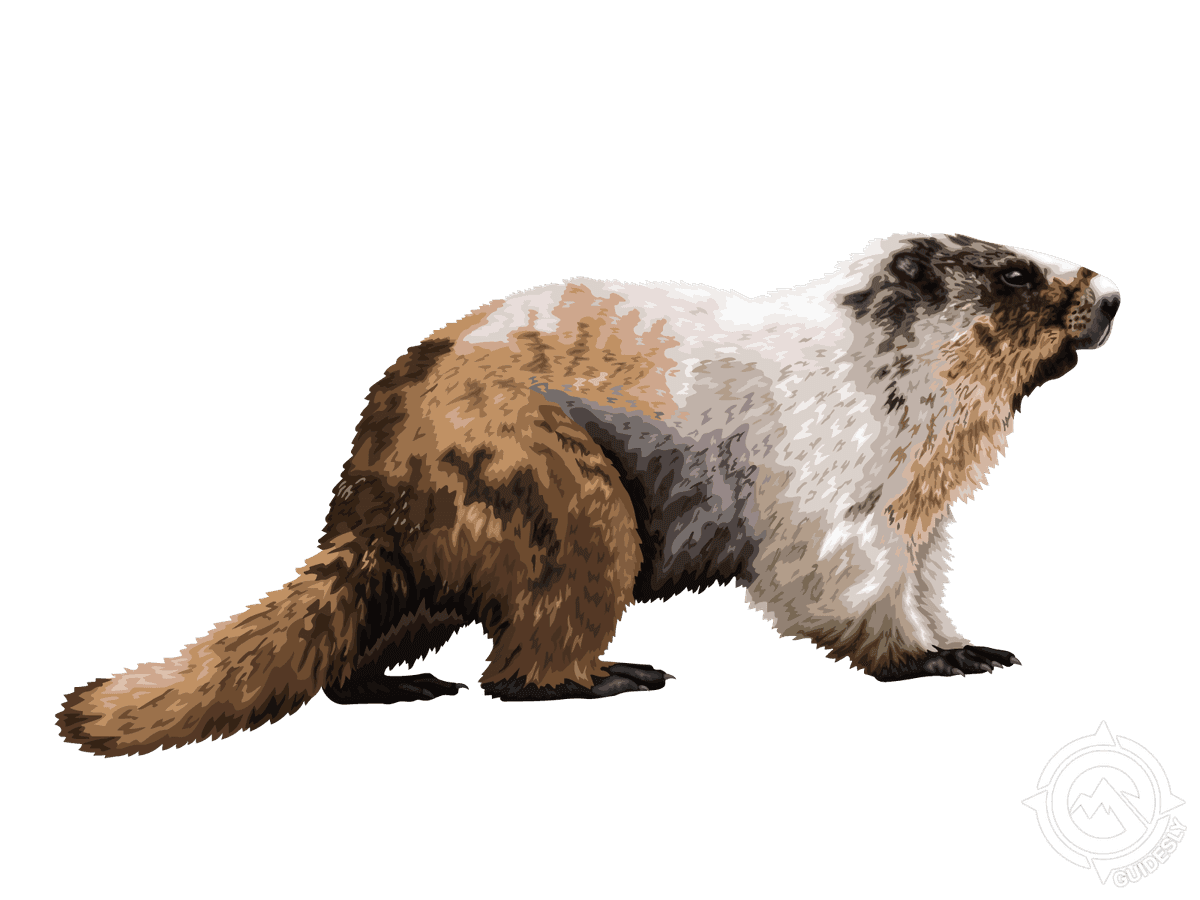 Alaska Marmot